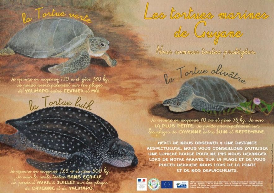 Tortue Luth De Guyane Clap De Fin D Un Spectacle D Exception Globe