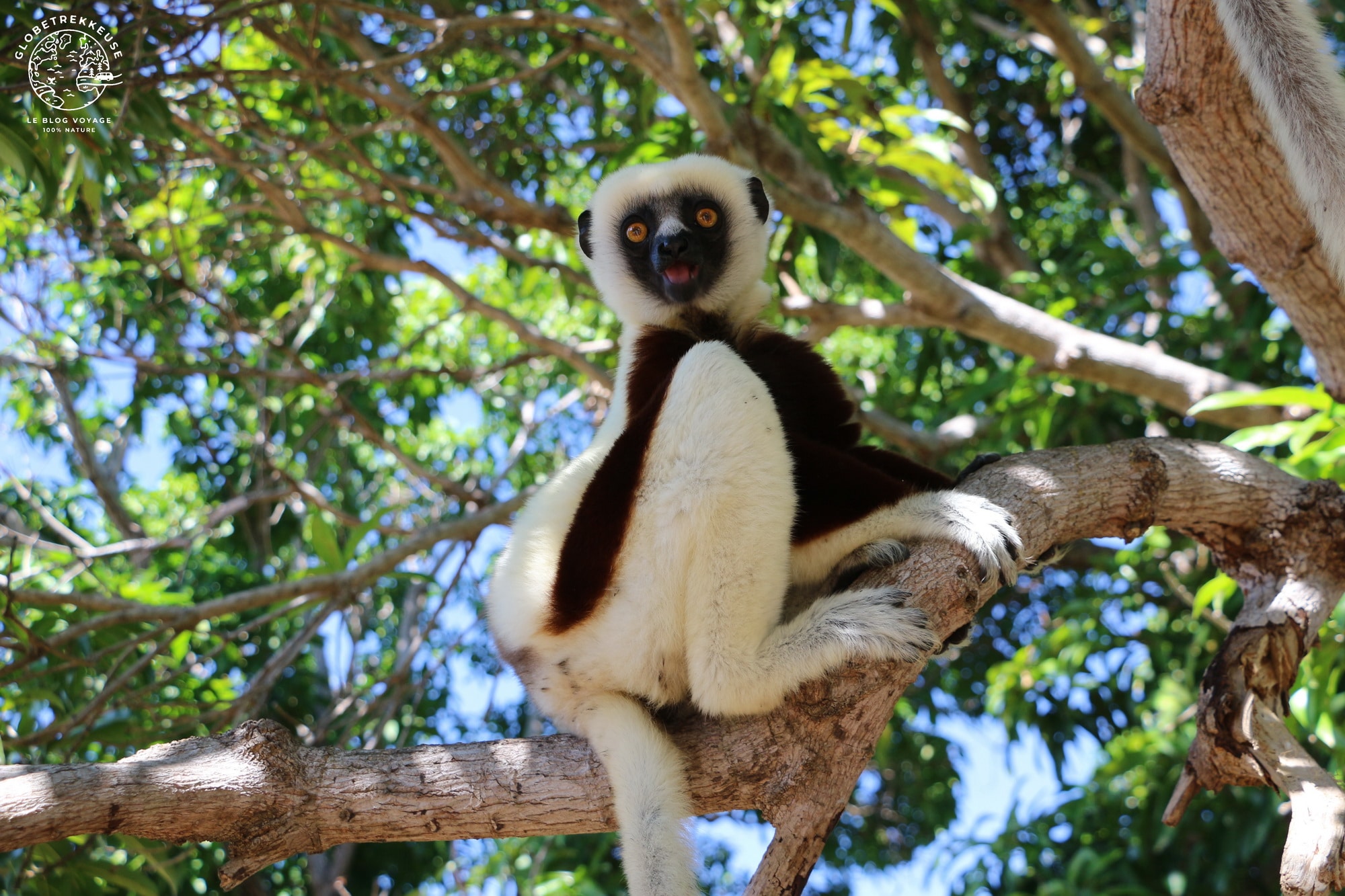 tourisme responsable madagascar lemurien