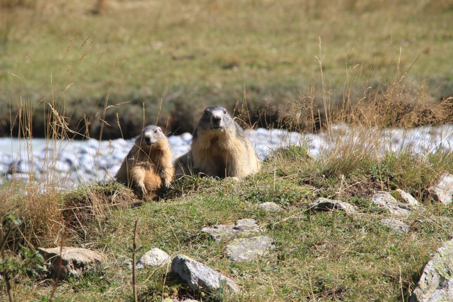 marmotte Vanoise